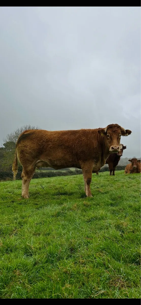 In calf heifers - Image 1