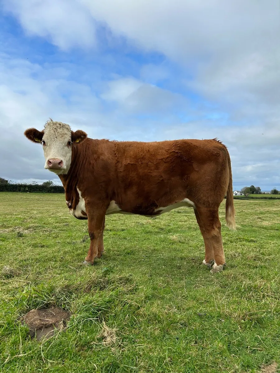 In calf heifers - Image 2