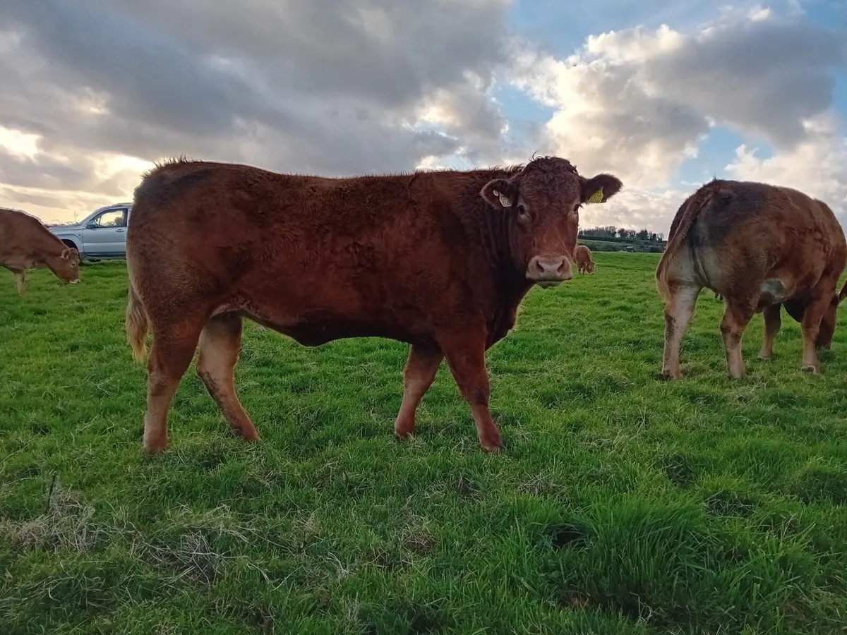 In calf heifers - Image 3