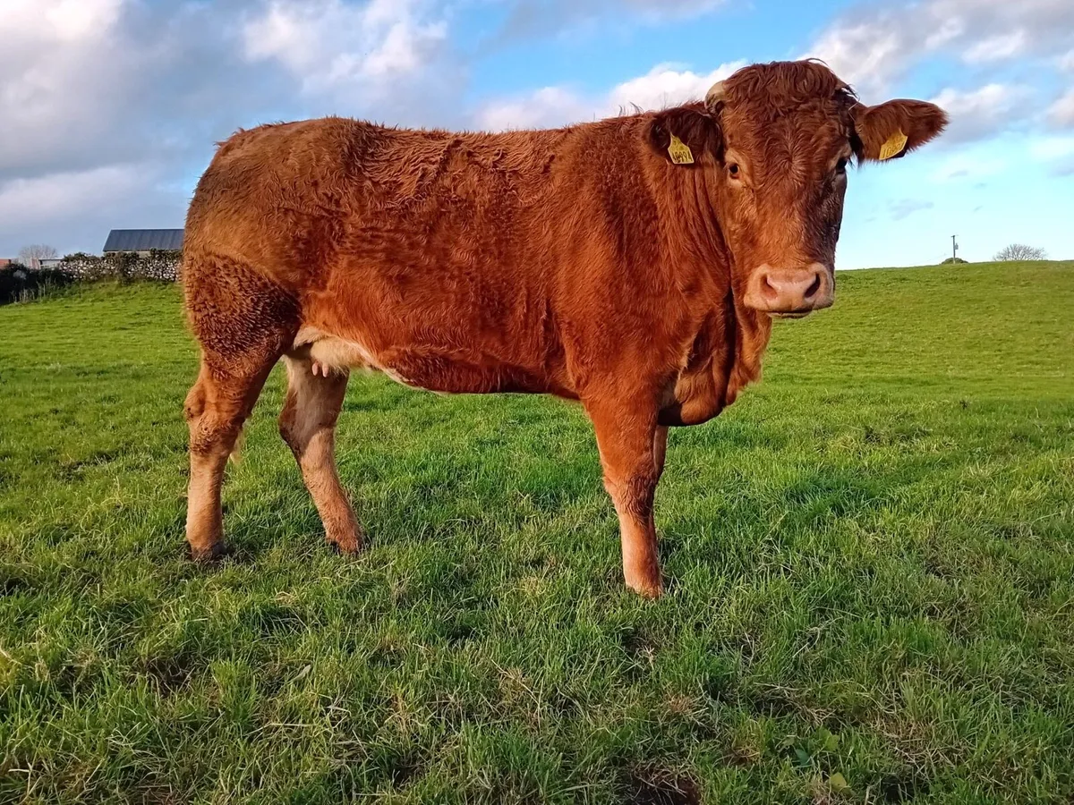 In calf heifers - Image 4