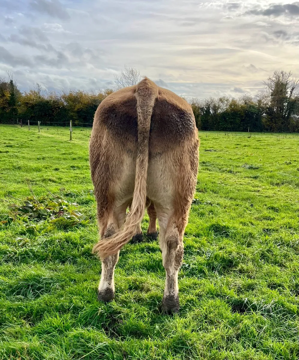 Pedigree Limousin bull 25 months - Image 2