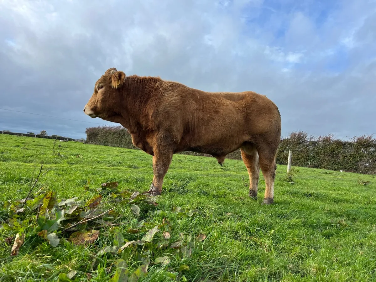 Pedigree Limousin bull 25 months - Image 1