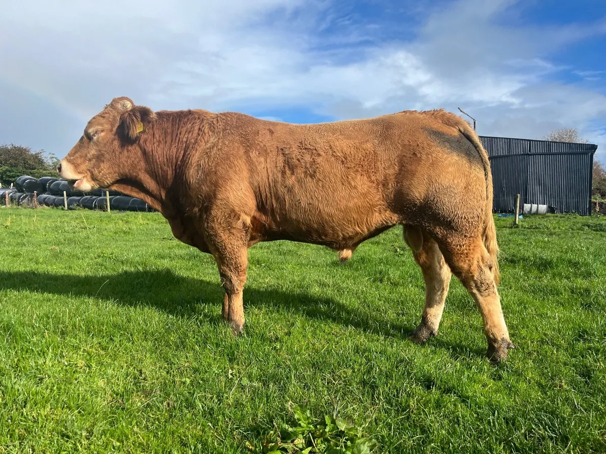 Pedigree Limousin bull 25 months - Image 3