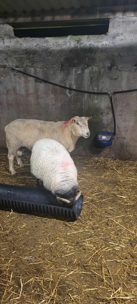 Charollais ram - Image 2