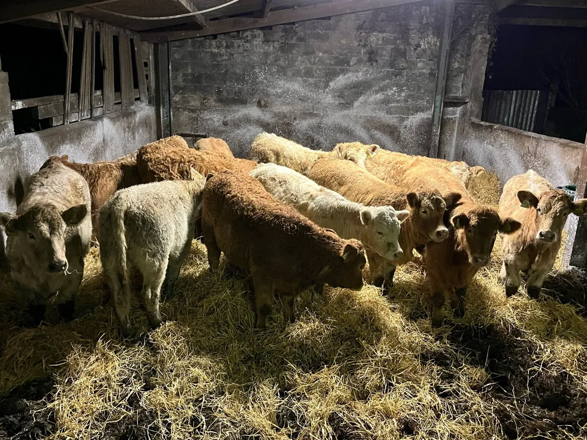 12 Charolais Heifers - Image 1