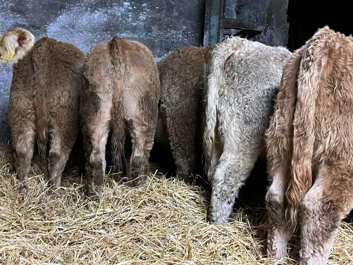 12 Charolais Heifers - Image 2