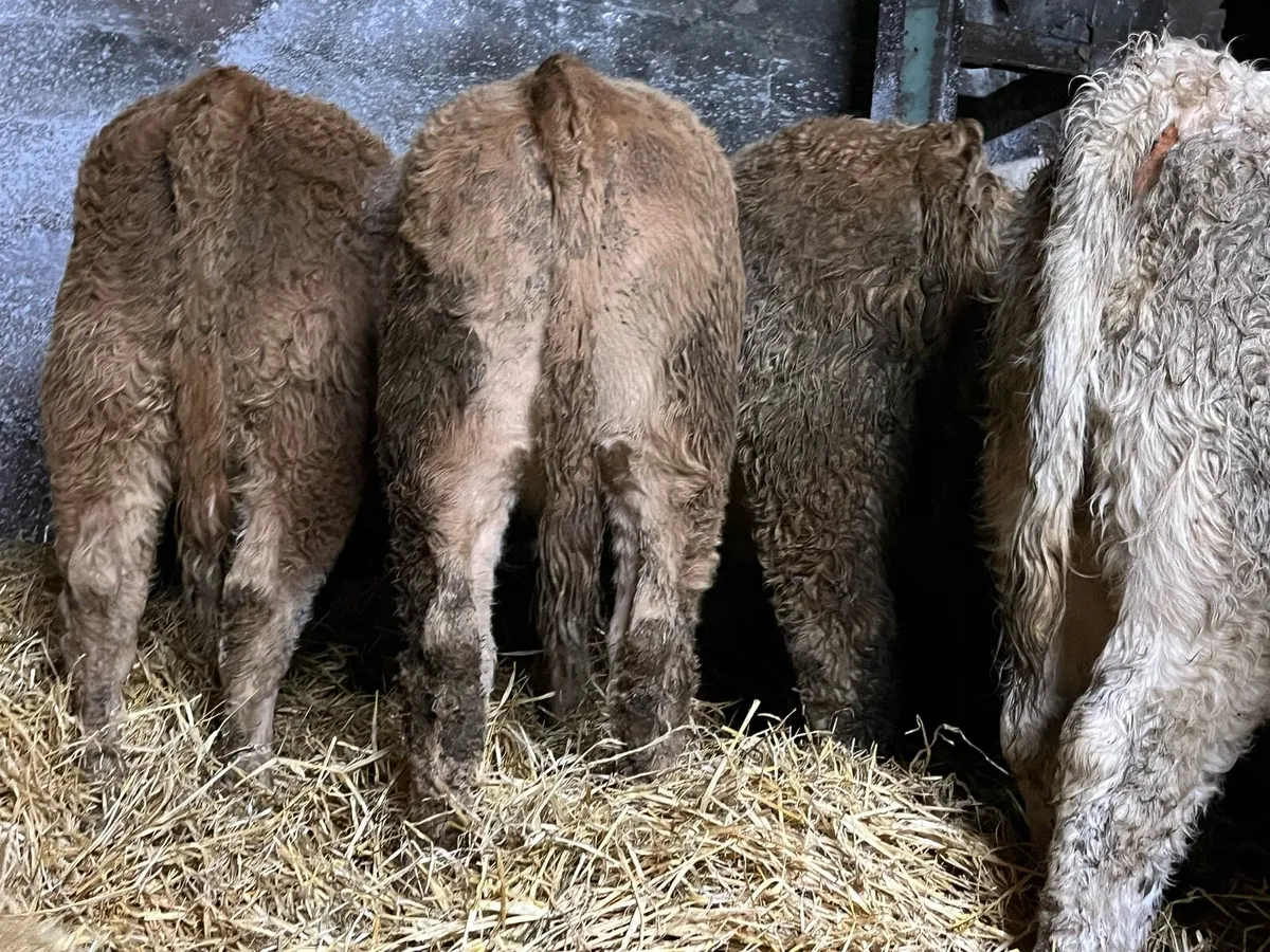 12 Charolais Heifers - Image 3