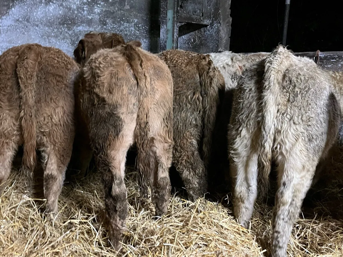 12 Charolais Heifers - Image 4