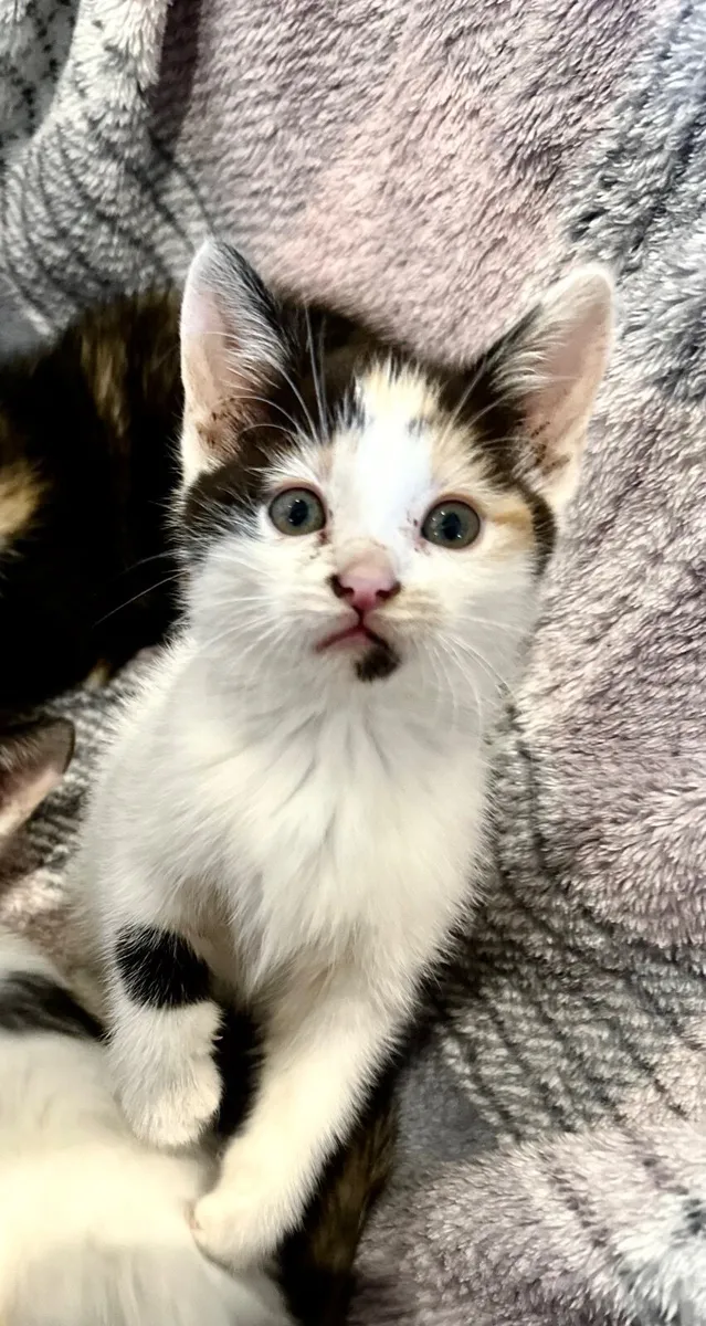 Beautiful 1 white calico girl kitten available - Image 1