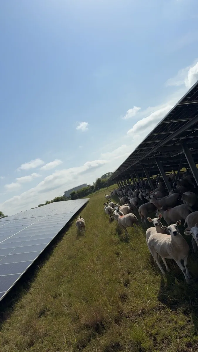 Sheep grazing (required) - Image 2