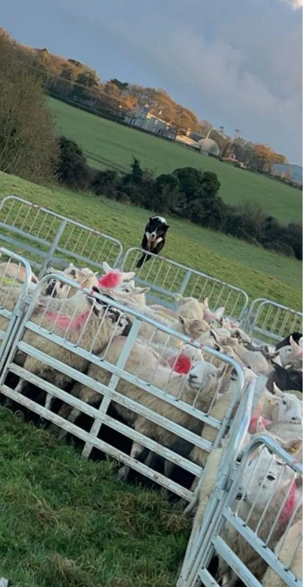 Sheep grazing (required) - Image 1