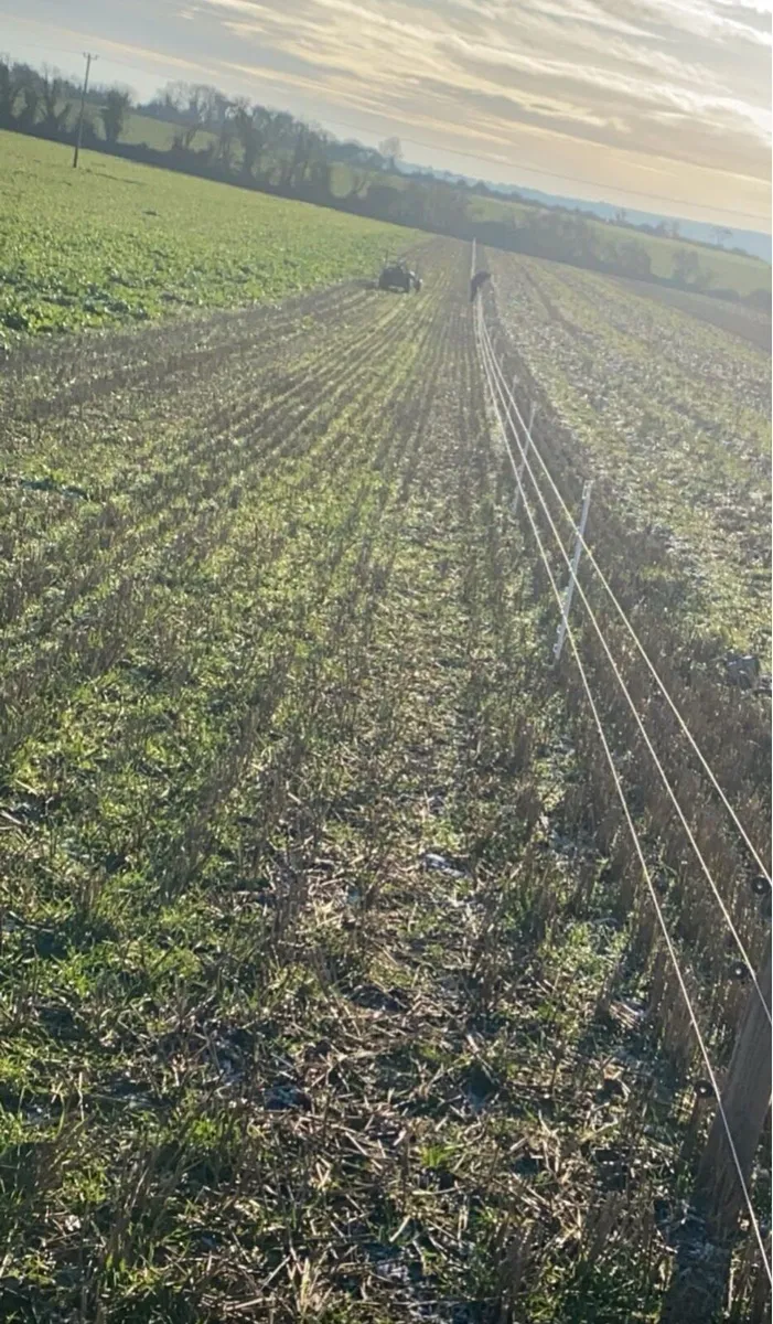 Sheep grazing (required) - Image 3