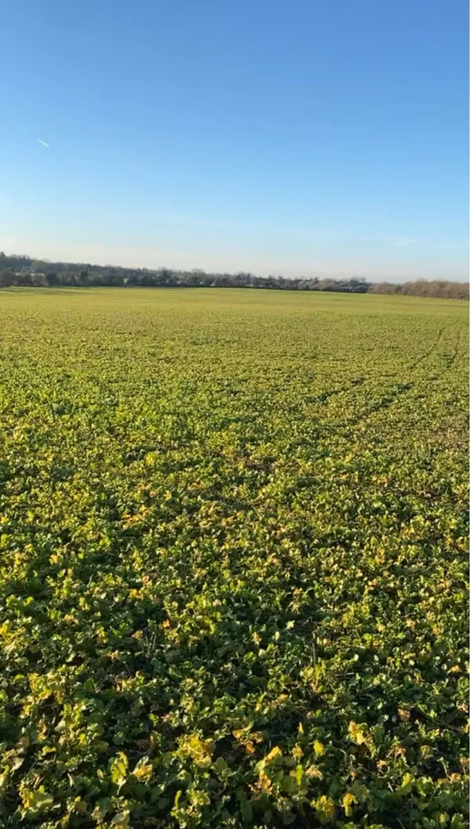 Sheep grazing (required) - Image 4