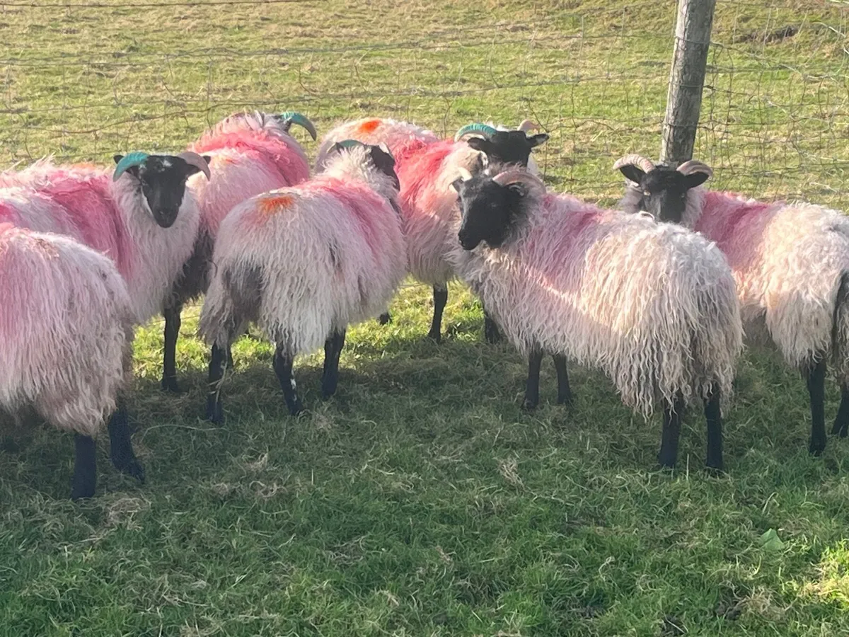 Blackfaced mountain Ewe lambs - Image 2