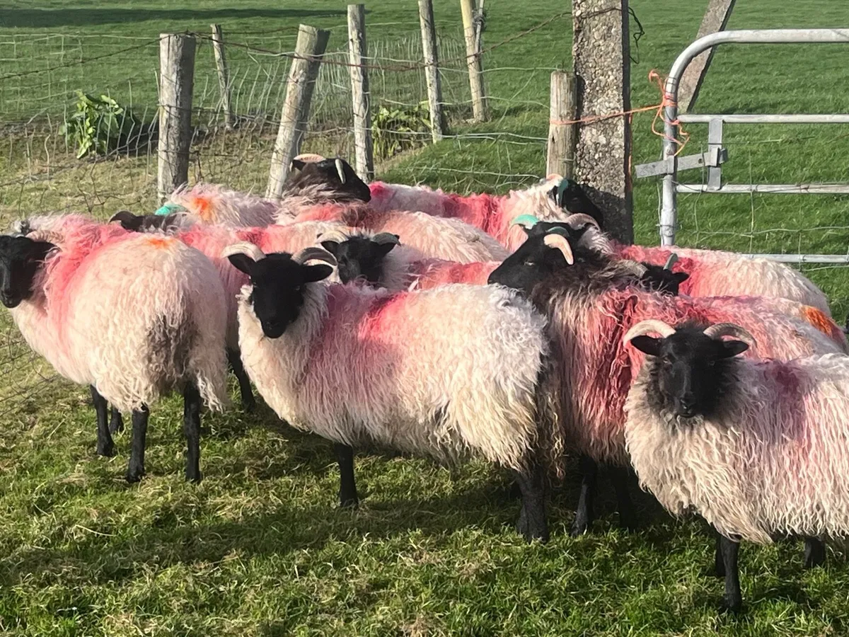 Blackfaced mountain Ewe lambs - Image 3