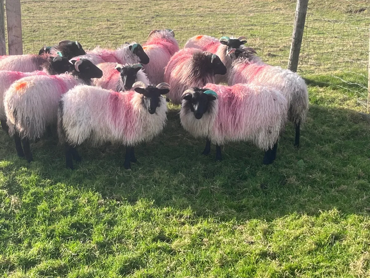 Blackfaced mountain Ewe lambs - Image 1