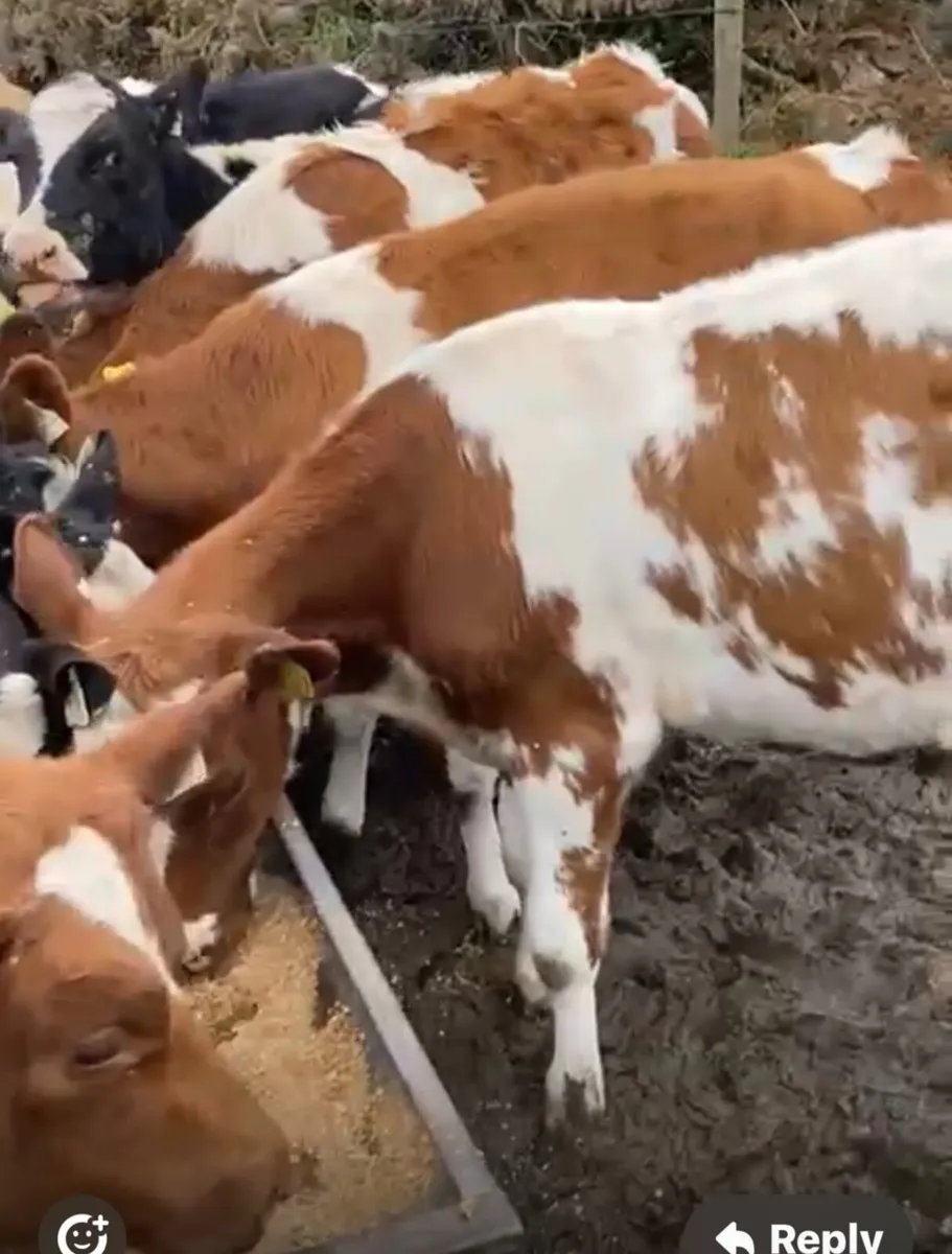 Weanling Hol-Fr heifers - Image 1