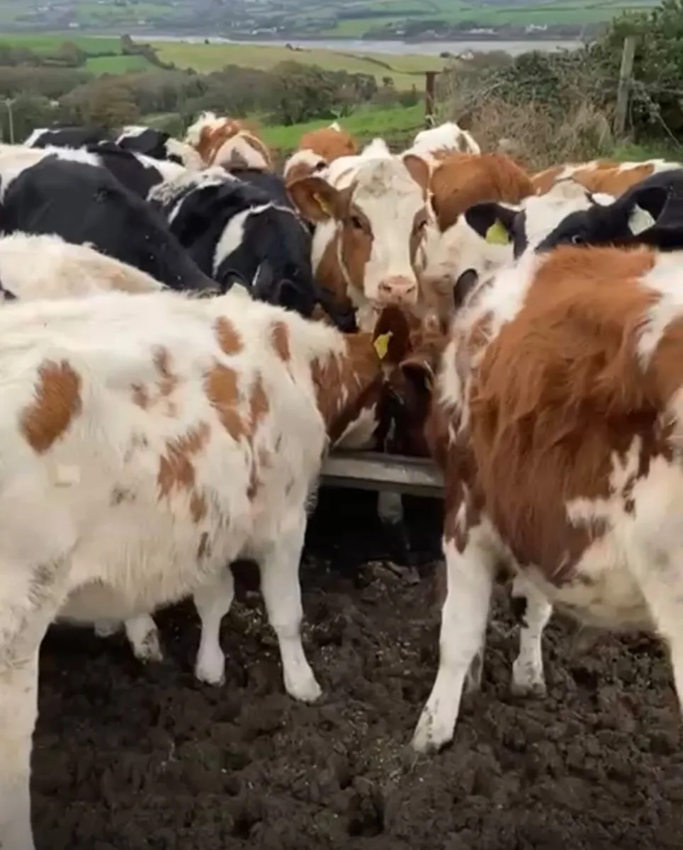 Weanling Hol-Fr heifers - Image 2