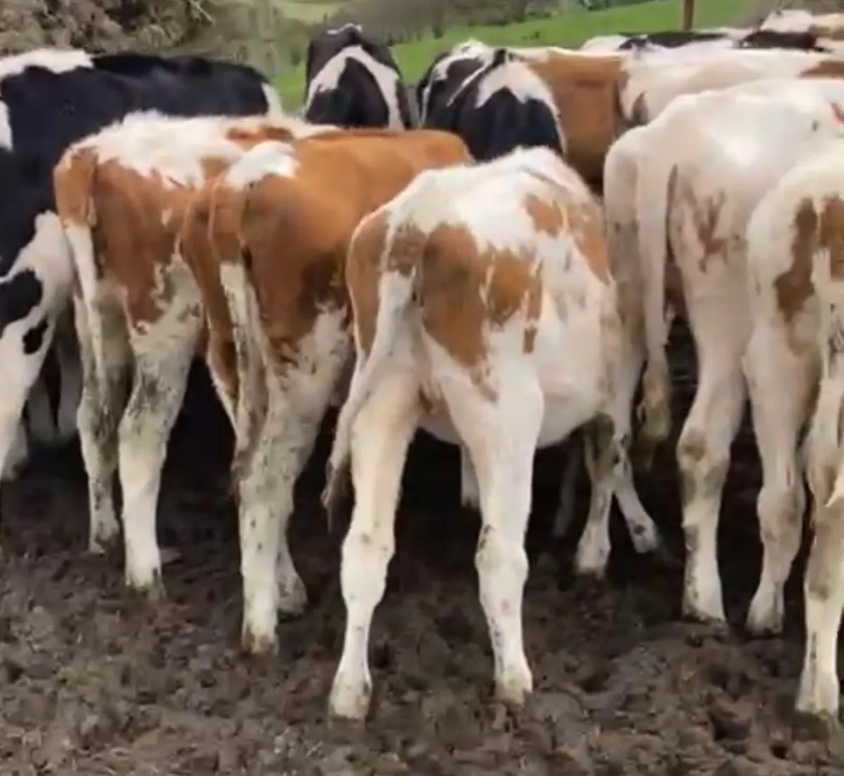 Weanling Hol-Fr heifers - Image 3