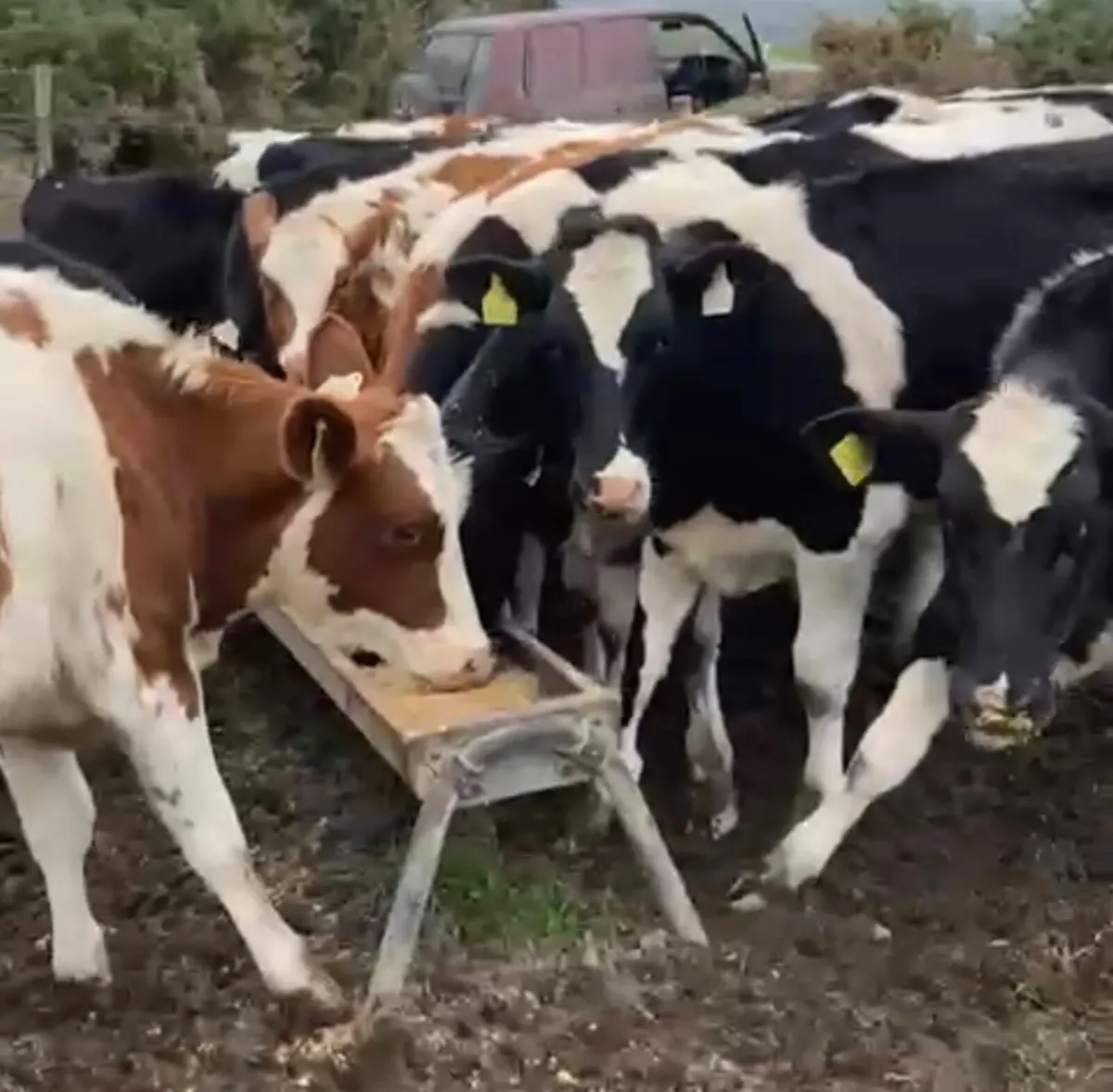 Weanling Hol-Fr heifers - Image 4