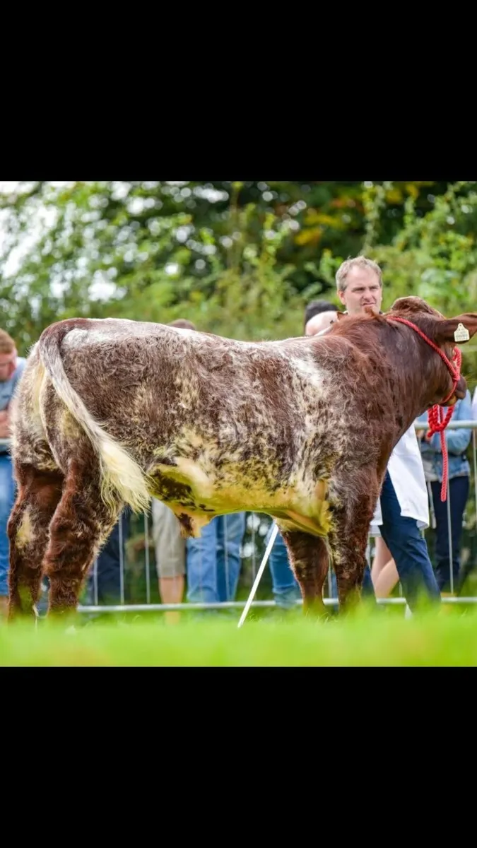Beef Shorthorn Bull - Image 1
