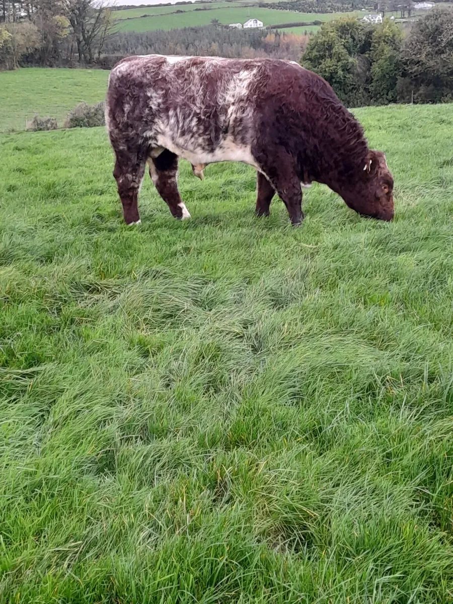 Beef Shorthorn Bull - Image 2