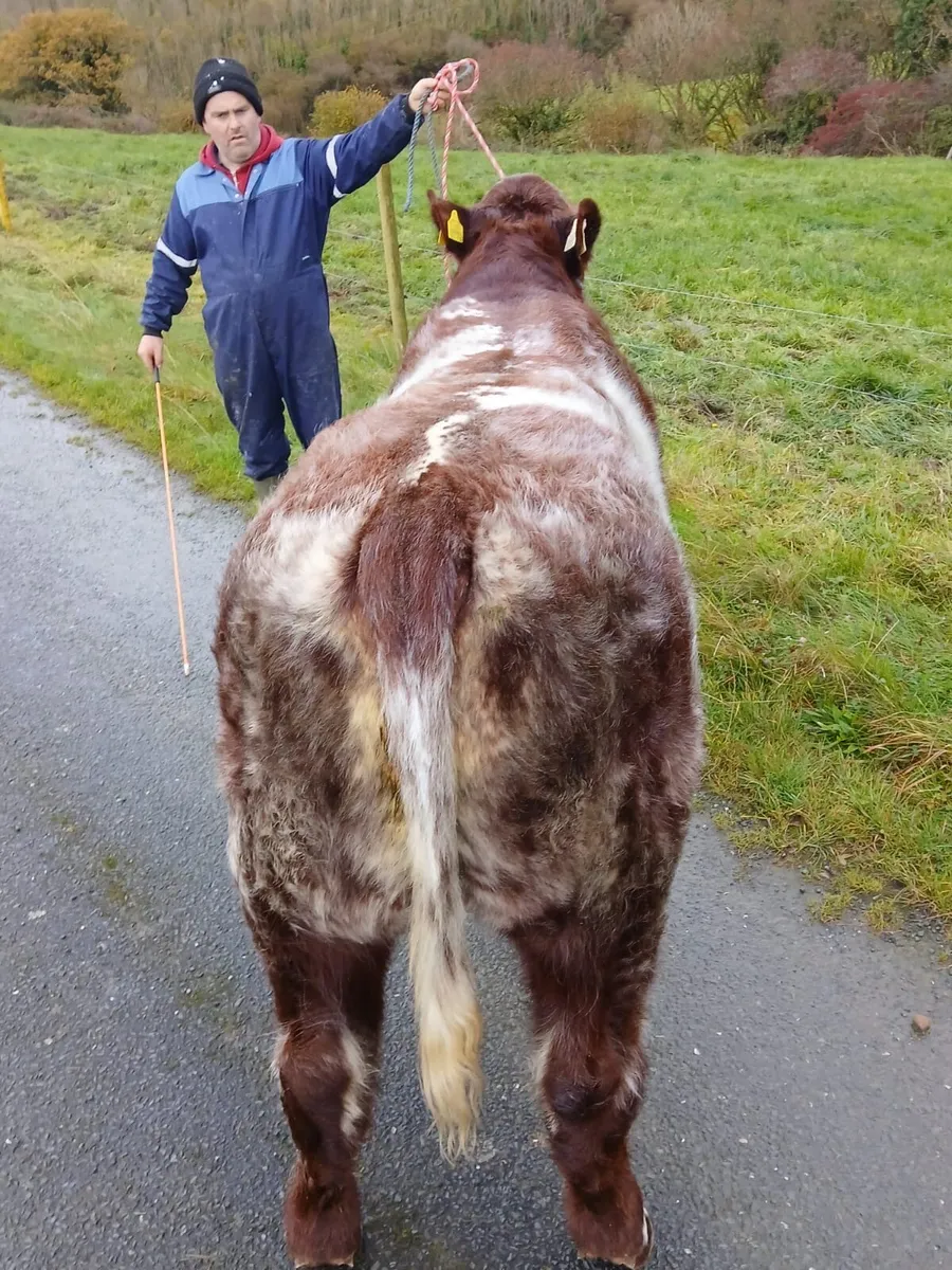 Beef Shorthorn Bull - Image 3