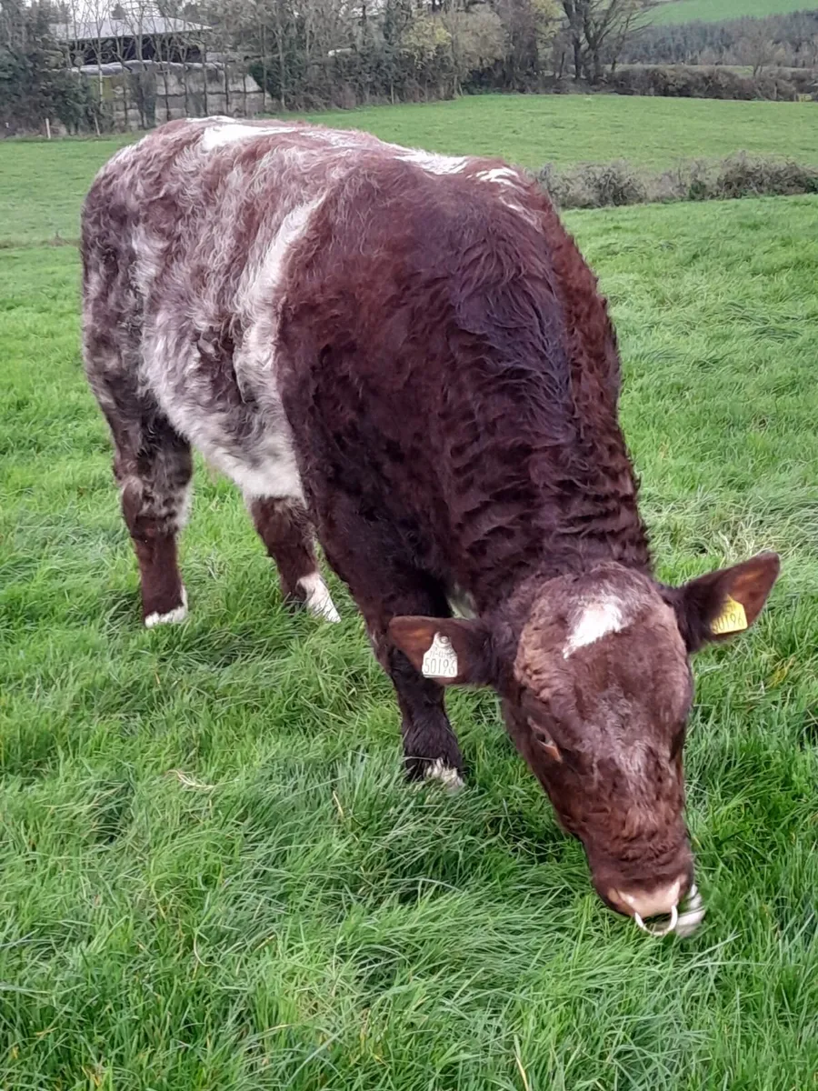 Beef Shorthorn Bull - Image 4