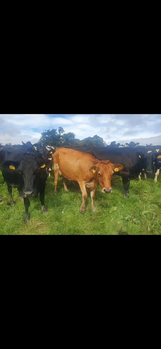Crossbred Dairy Cows for sale