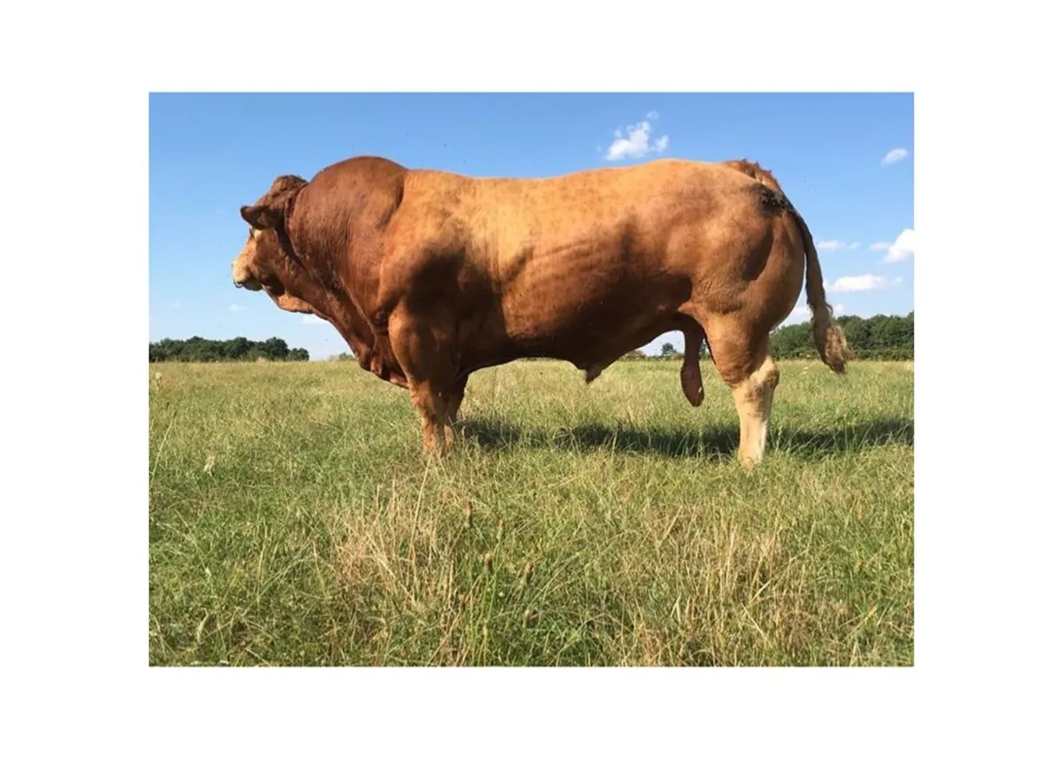 Pedigree Limousin bull 25 months - Image 4