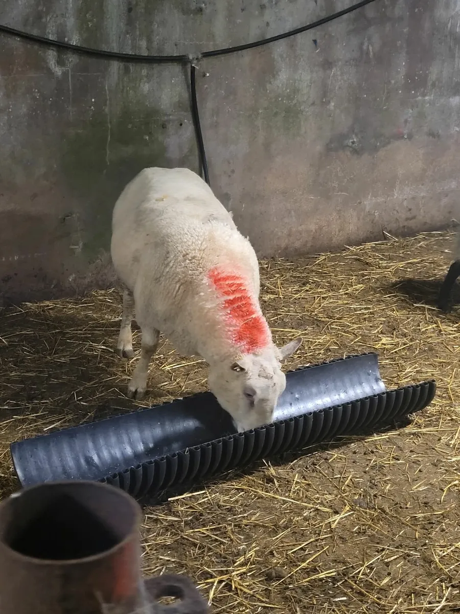 Charollais ram - Image 1