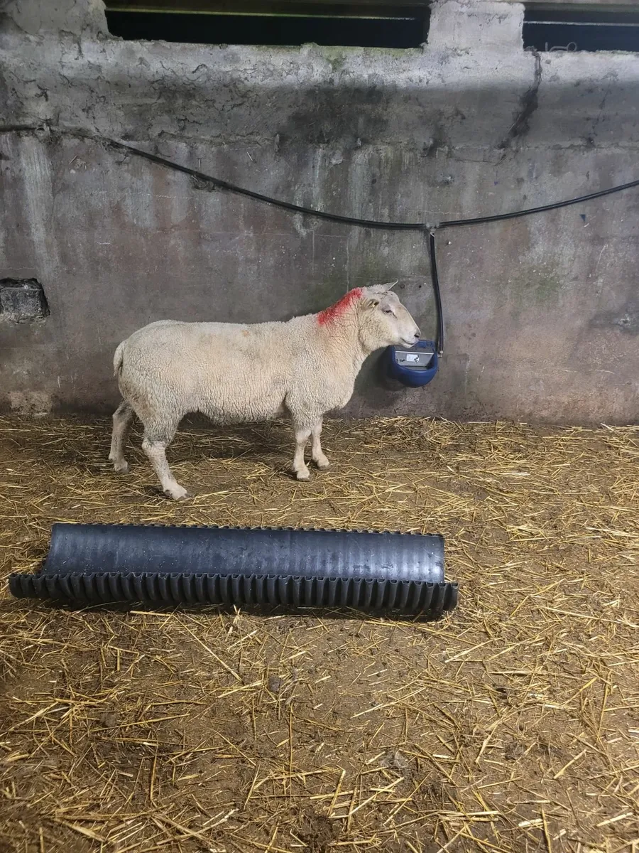 Charollais ram - Image 4