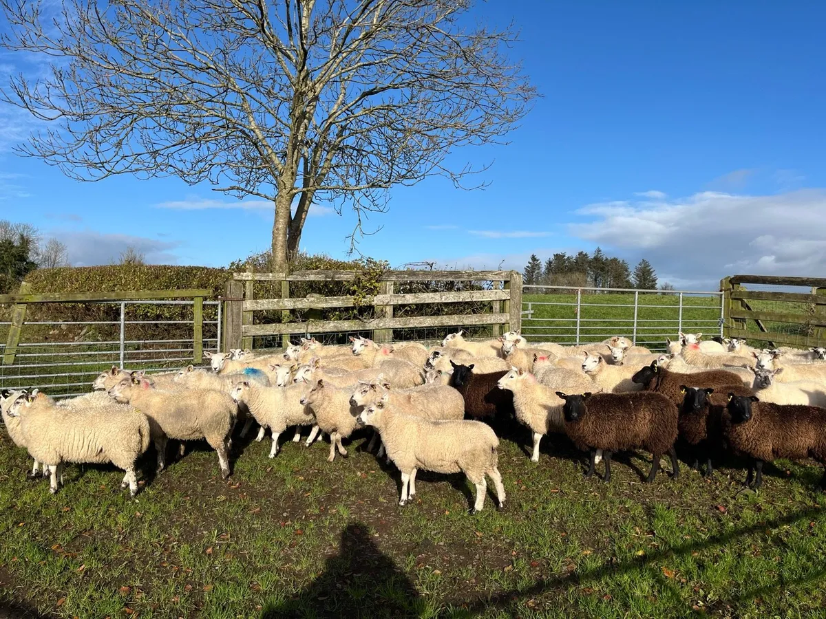 Ewe lambs - Image 1