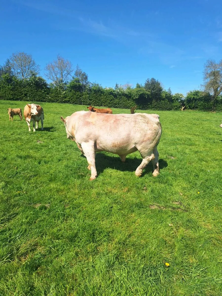 Charlois Bull - Image 1