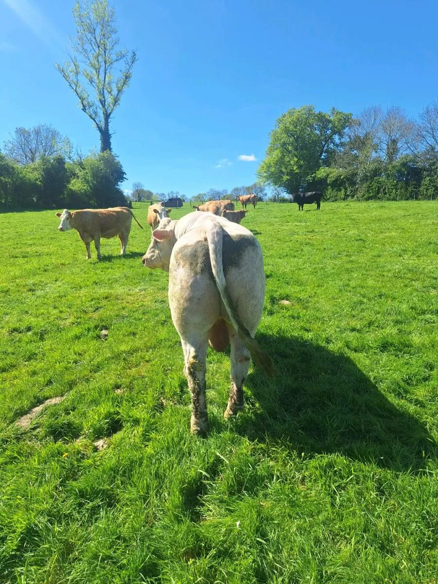 Charlois Bull - Image 2