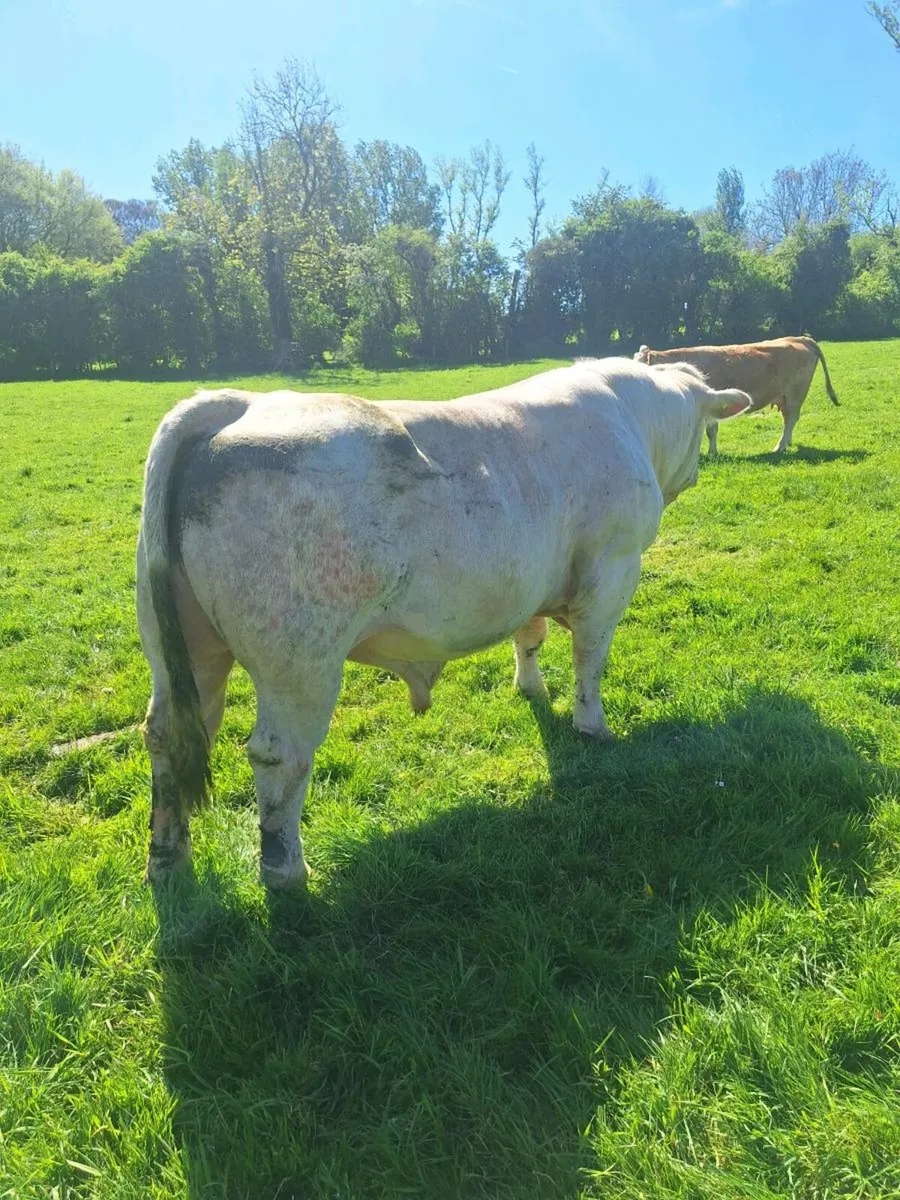 Charlois Bull - Image 3