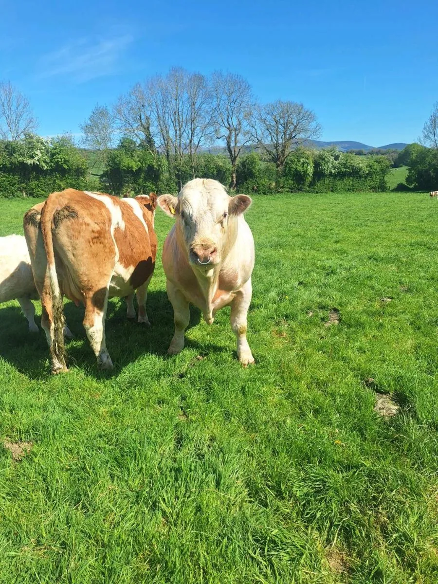 Charlois Bull - Image 4