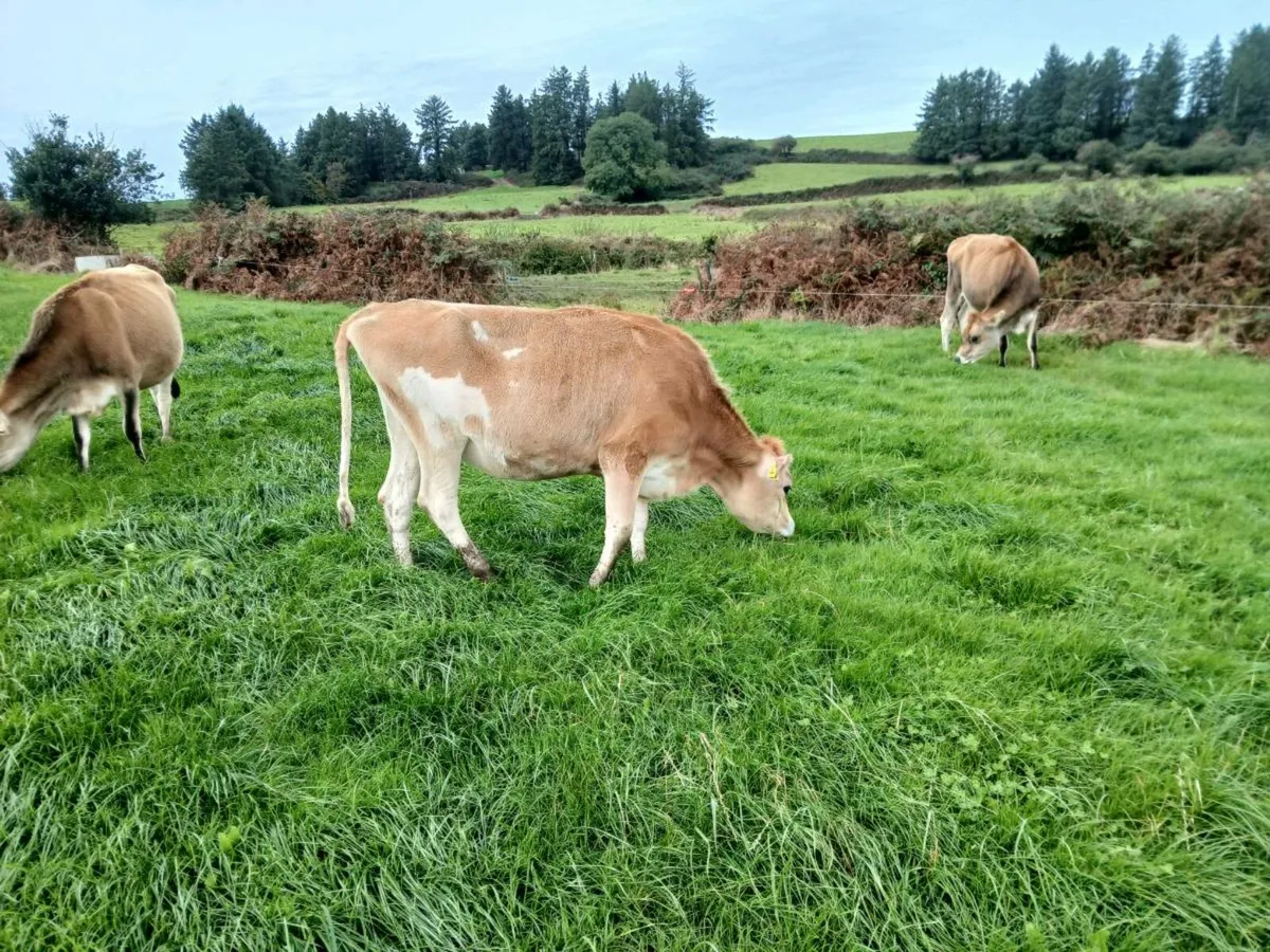 Incalf heifers - Image 1