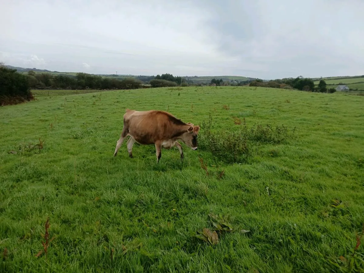 Incalf heifers - Image 2