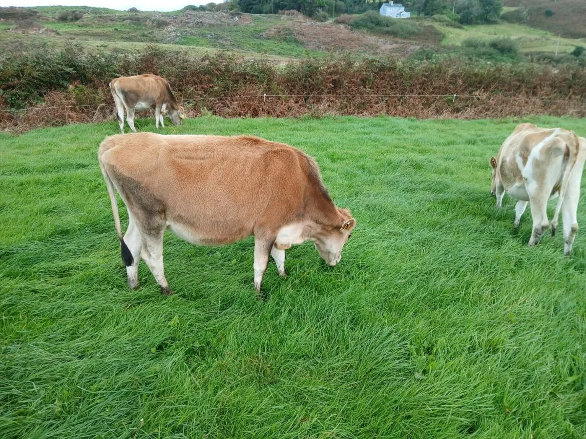 Incalf heifers - Image 3