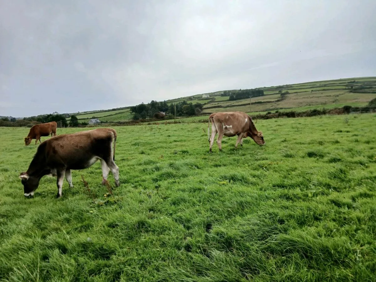 Incalf heifers - Image 4