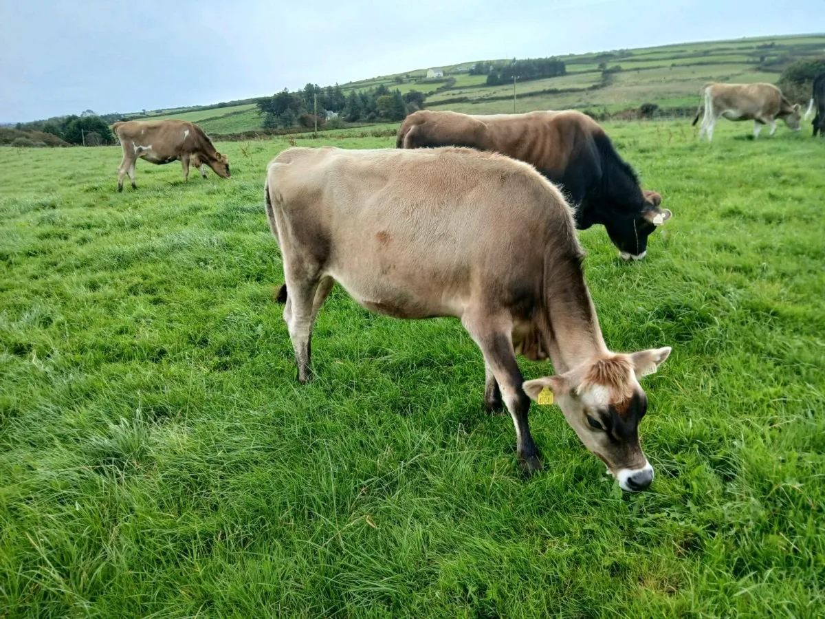Incalf heifers - Image 4
