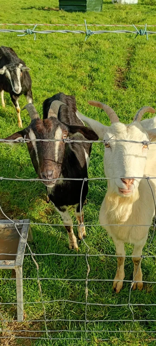 Mixture of goats - Image 1