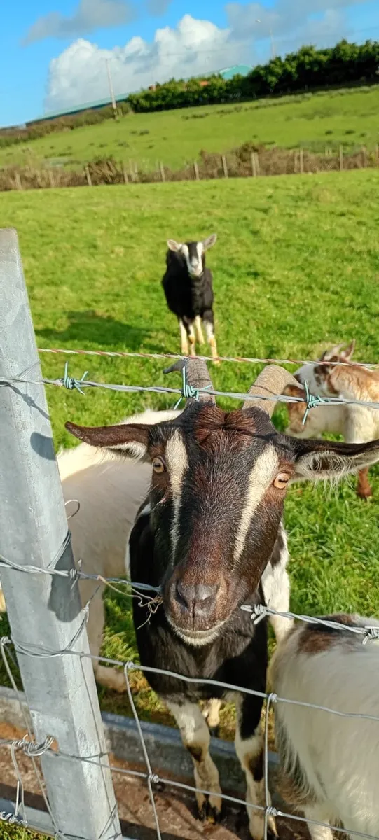 Mixture of goats - Image 2