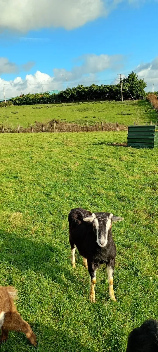 Mixture of goats - Image 3