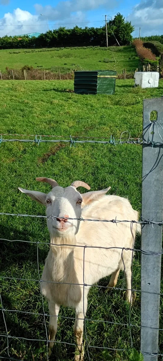 Mixture of goats - Image 4