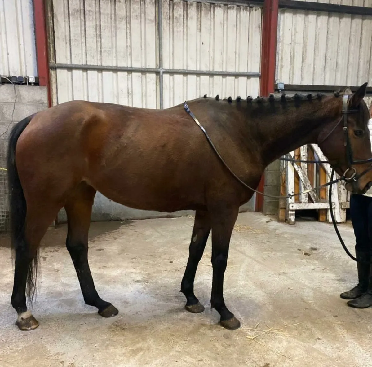 ☆☆Stunning thoroughbred all rounder☆☆ - Image 1