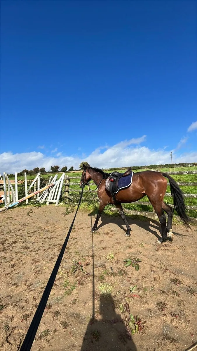 ☆☆Stunning thoroughbred all rounder☆☆ - Image 2