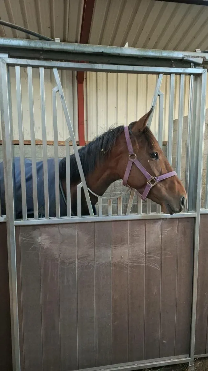 ☆☆Stunning thoroughbred all rounder☆☆ - Image 3