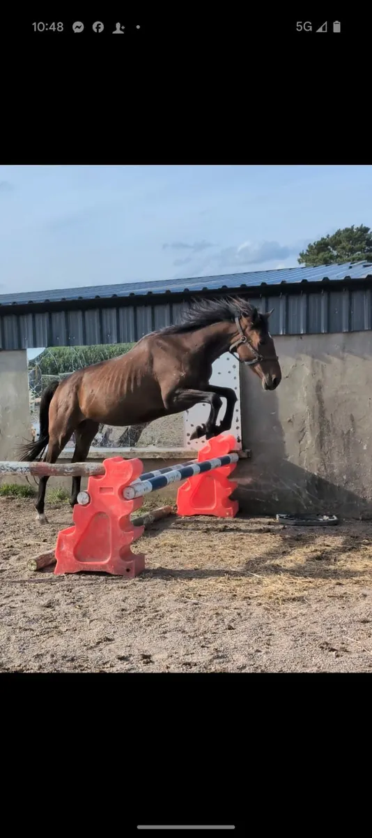 ☆☆Stunning thoroughbred all rounder☆☆ - Image 4